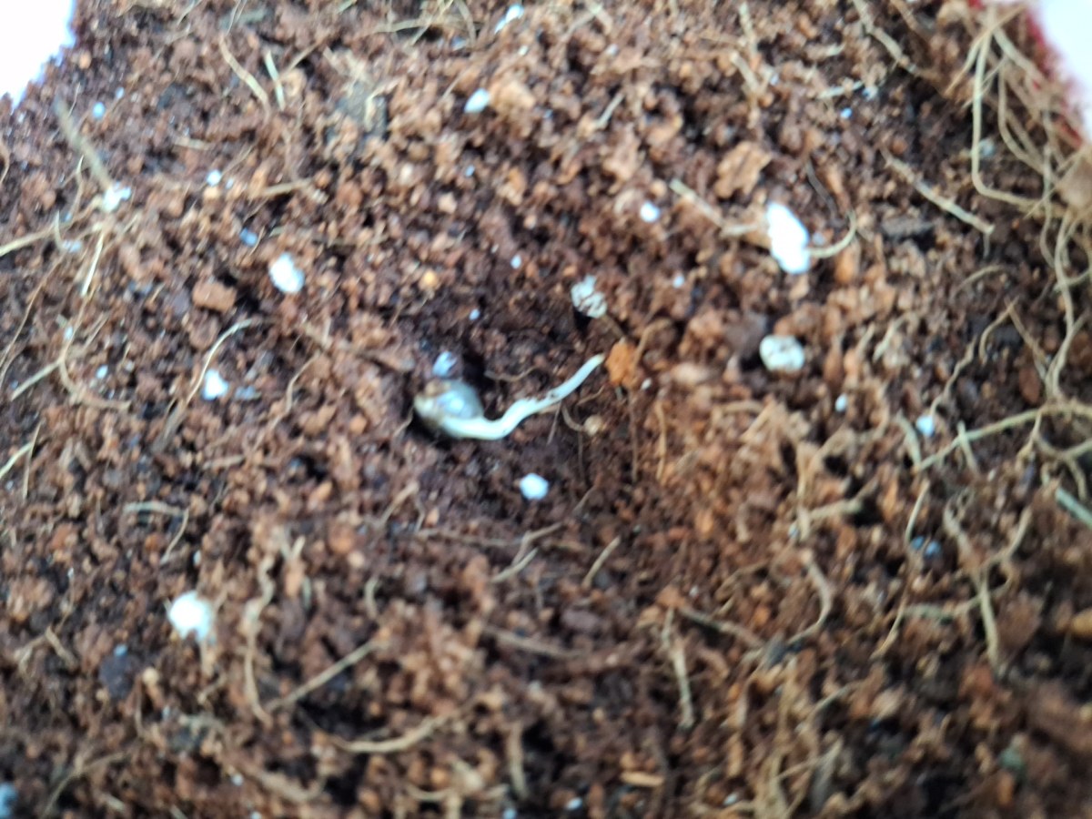 bbs-grow-diaries/blimburnseeds-com/user-41892/593196b47ecbfd9a