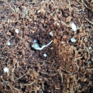 bbs-grow-diaries/blimburnseeds-com/user-41892/593196b47ecbfd9a