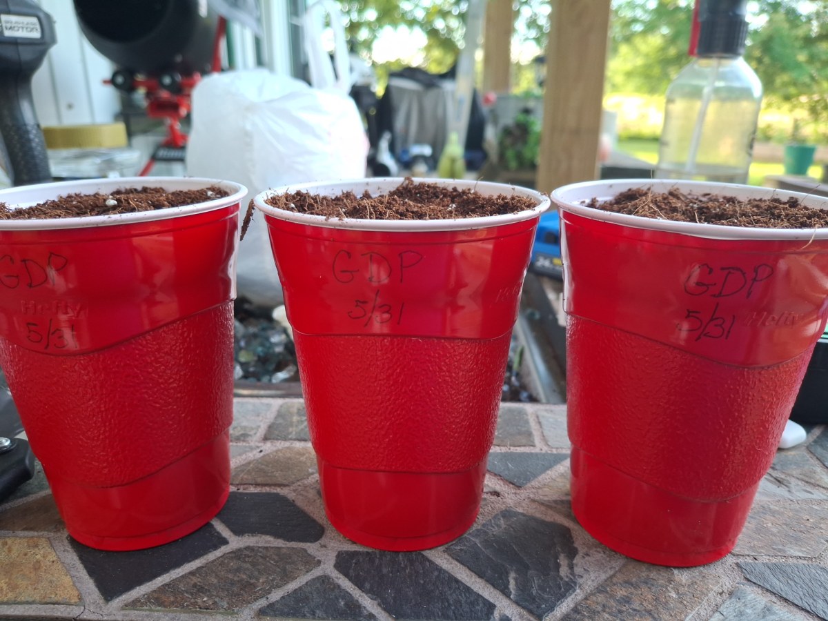 bbs-grow-diaries/blimburnseeds-com/user-41892/6946caed041a3515
