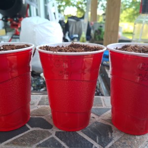 bbs-grow-diaries/blimburnseeds-com/user-41892/6946caed041a3515