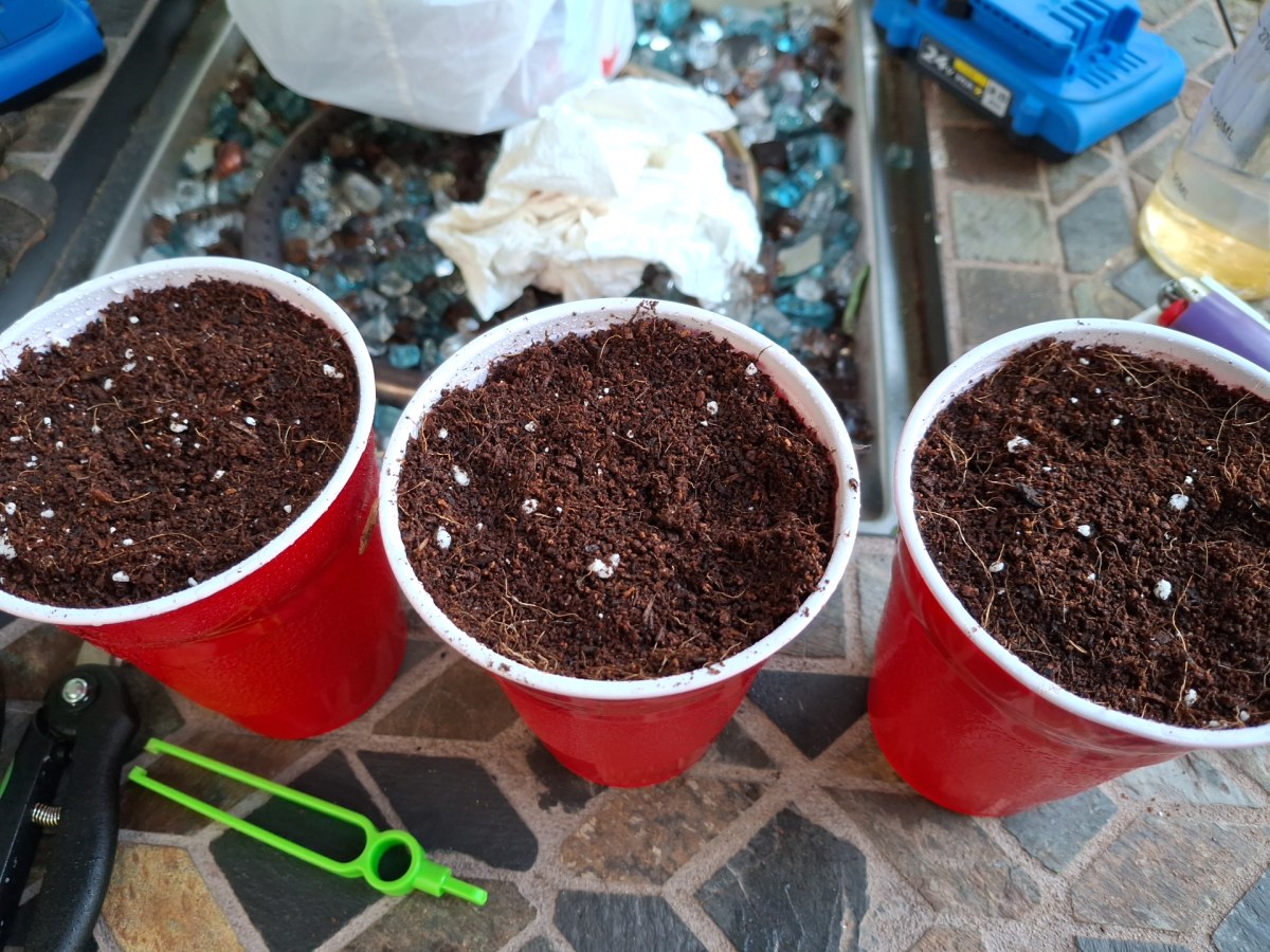 bbs-grow-diaries/blimburnseeds-com/user-41892/c2d2397c425f32cd