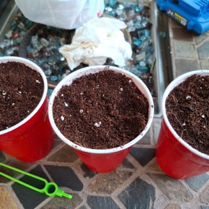 bbs-grow-diaries/blimburnseeds-com/user-41892/c2d2397c425f32cd