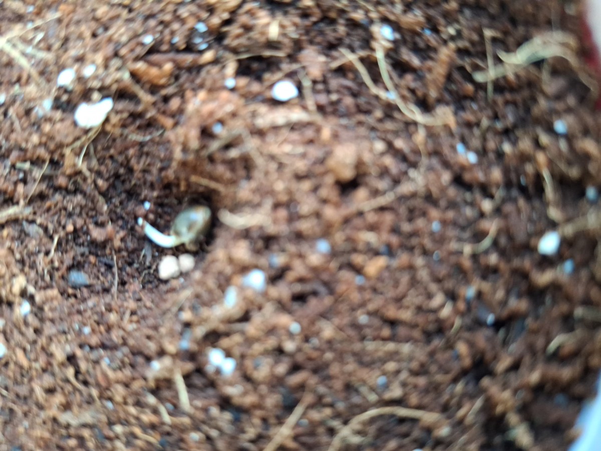 bbs-grow-diaries/blimburnseeds-com/user-41892/c305f5e9dc735306