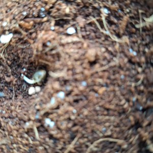 bbs-grow-diaries/blimburnseeds-com/user-41892/c305f5e9dc735306