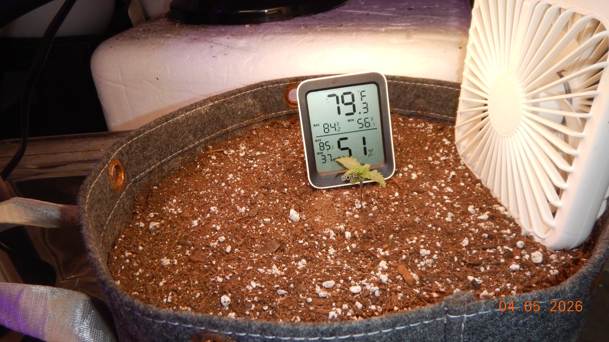 bbs-grow-diaries/blimburnseeds-com/user-42036/037c7aa1383badd9