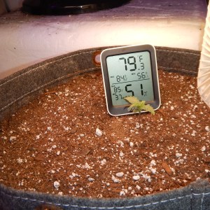 bbs-grow-diaries/blimburnseeds-com/user-42036/037c7aa1383badd9