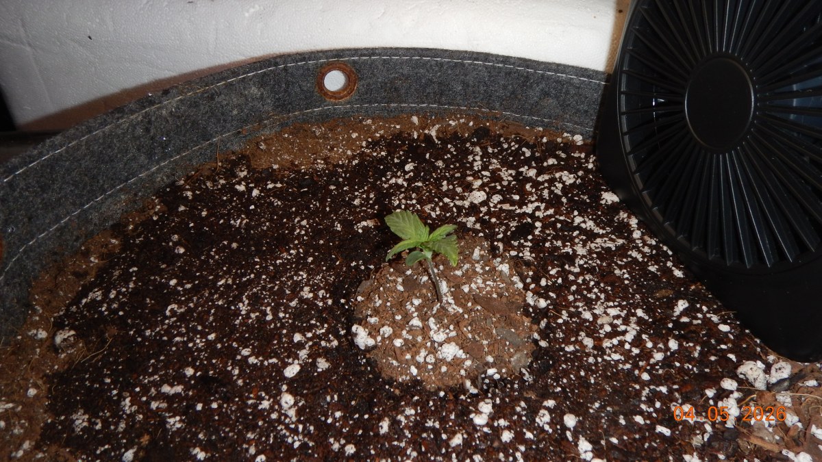 bbs-grow-diaries/blimburnseeds-com/user-42036/83218346018e0fc8