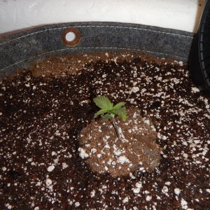 bbs-grow-diaries/blimburnseeds-com/user-42036/83218346018e0fc8