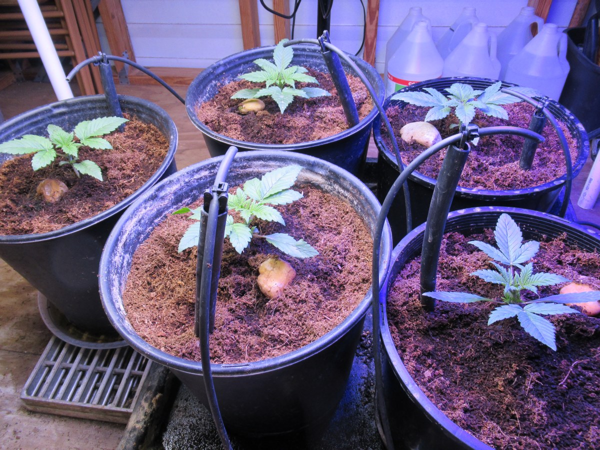 bbs-grow-diaries/blimburnseeds-com/user-42532/020fc358938d45a2