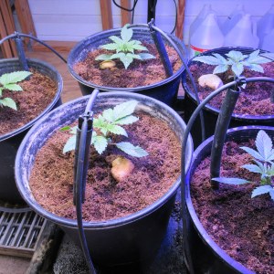 bbs-grow-diaries/blimburnseeds-com/user-42532/020fc358938d45a2