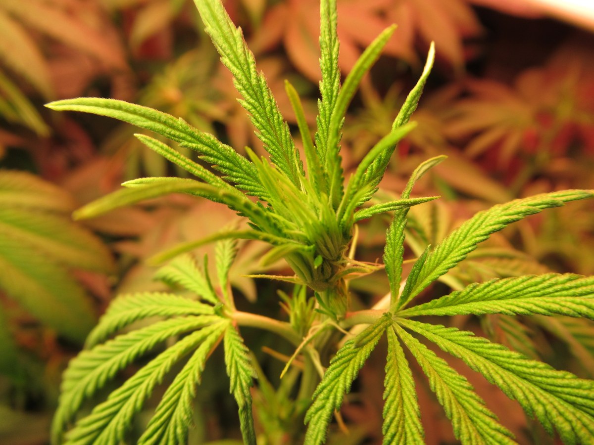 bbs-grow-diaries/blimburnseeds-com/user-42532/0ec8a27ca2bf6892