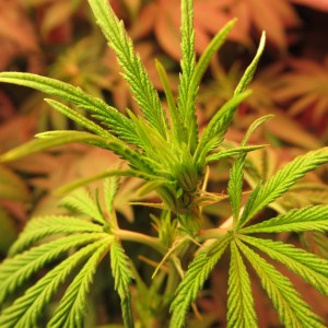 bbs-grow-diaries/blimburnseeds-com/user-42532/0ec8a27ca2bf6892