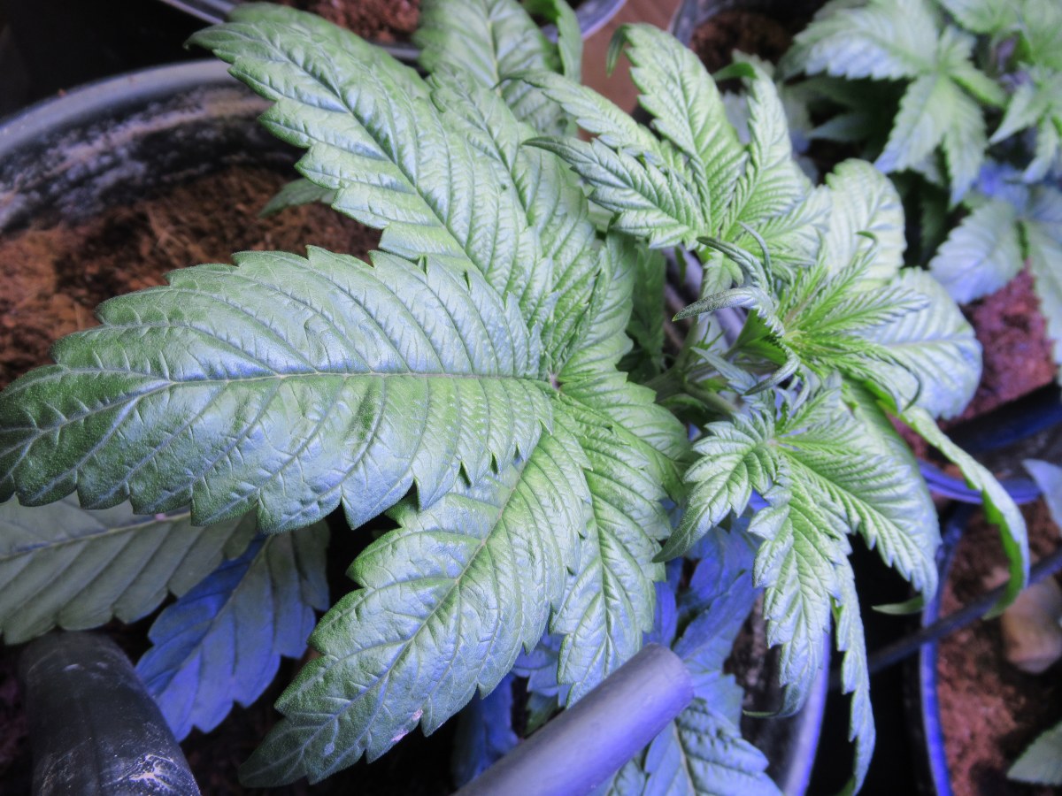 bbs-grow-diaries/blimburnseeds-com/user-42532/2a053e9d3ea728bd