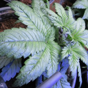 bbs-grow-diaries/blimburnseeds-com/user-42532/2a053e9d3ea728bd