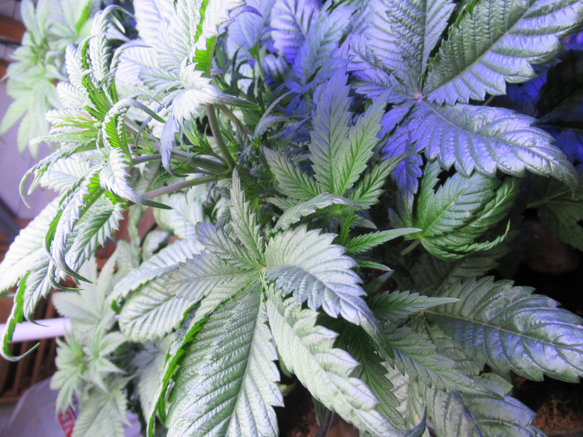 bbs-grow-diaries/blimburnseeds-com/user-42532/2db78258763de95a