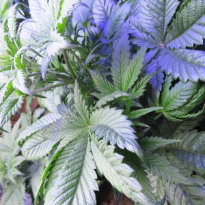 bbs-grow-diaries/blimburnseeds-com/user-42532/2db78258763de95a