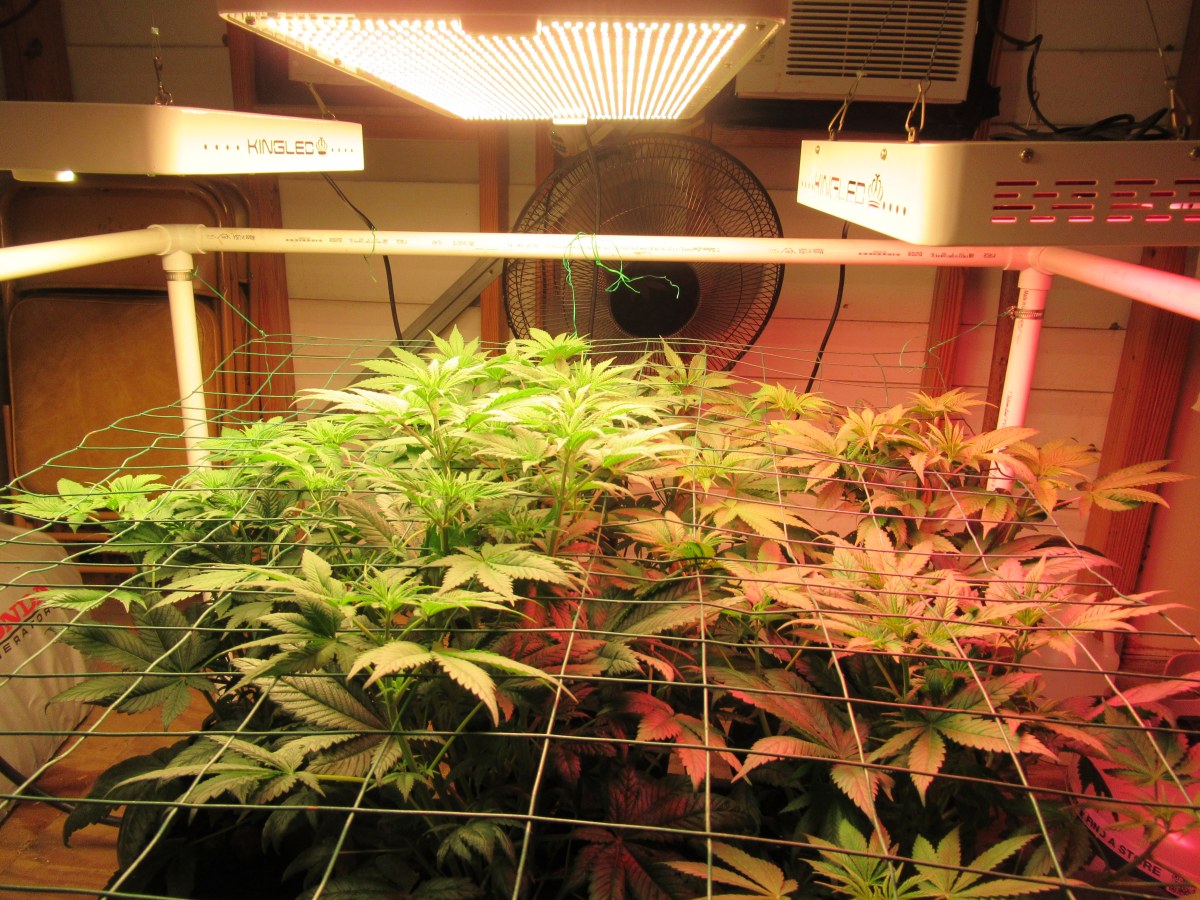 bbs-grow-diaries/blimburnseeds-com/user-42532/439e8e6e354bfa64