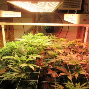 bbs-grow-diaries/blimburnseeds-com/user-42532/439e8e6e354bfa64