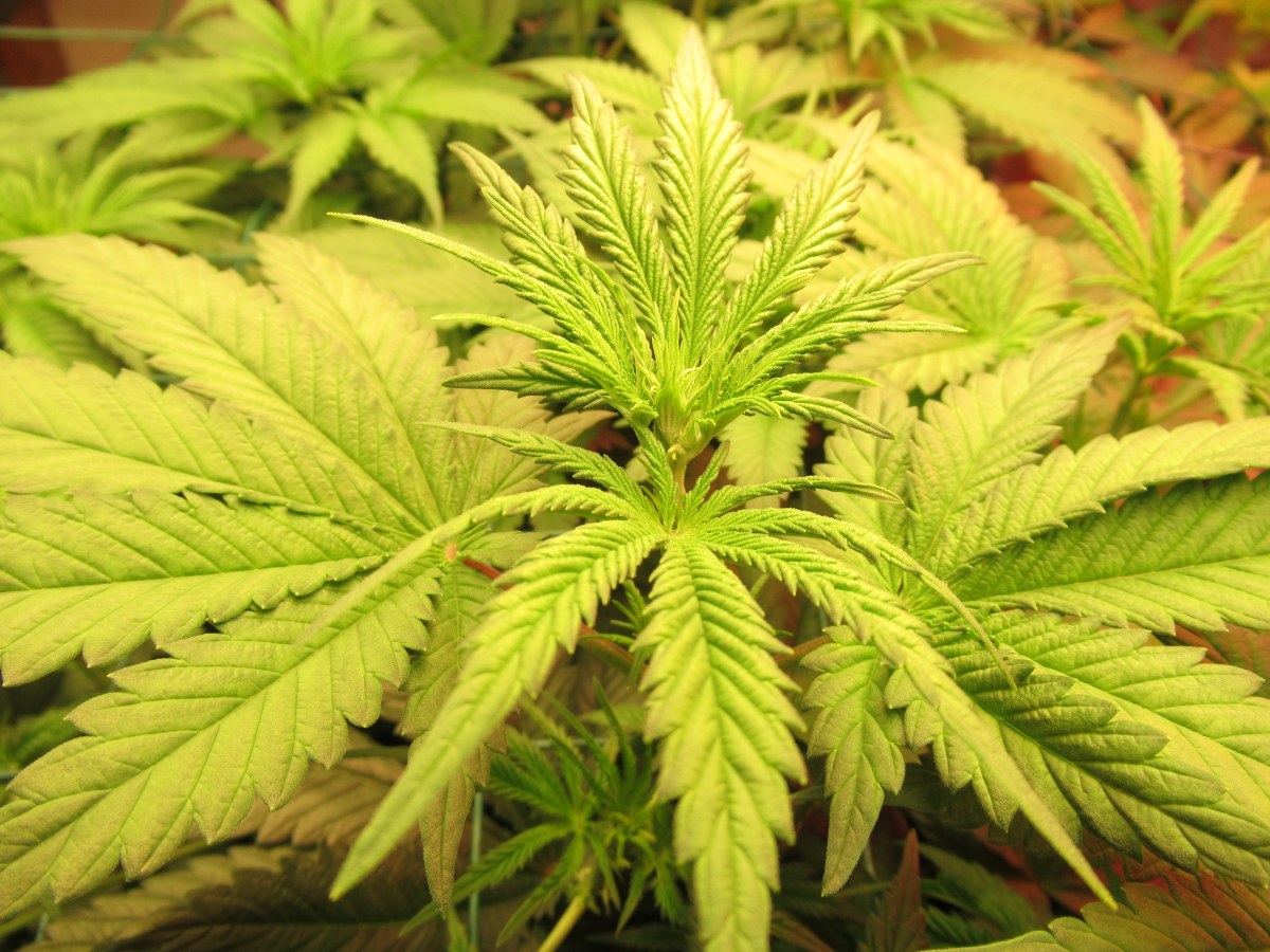 bbs-grow-diaries/blimburnseeds-com/user-42532/481b6826f0b3e504