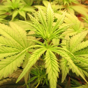bbs-grow-diaries/blimburnseeds-com/user-42532/481b6826f0b3e504