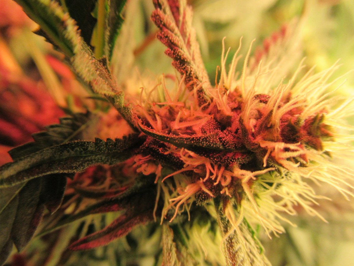 bbs-grow-diaries/blimburnseeds-com/user-42532/4bb5cb2f9aab88dd