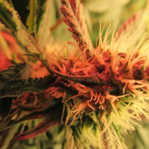 bbs-grow-diaries/blimburnseeds-com/user-42532/4bb5cb2f9aab88dd