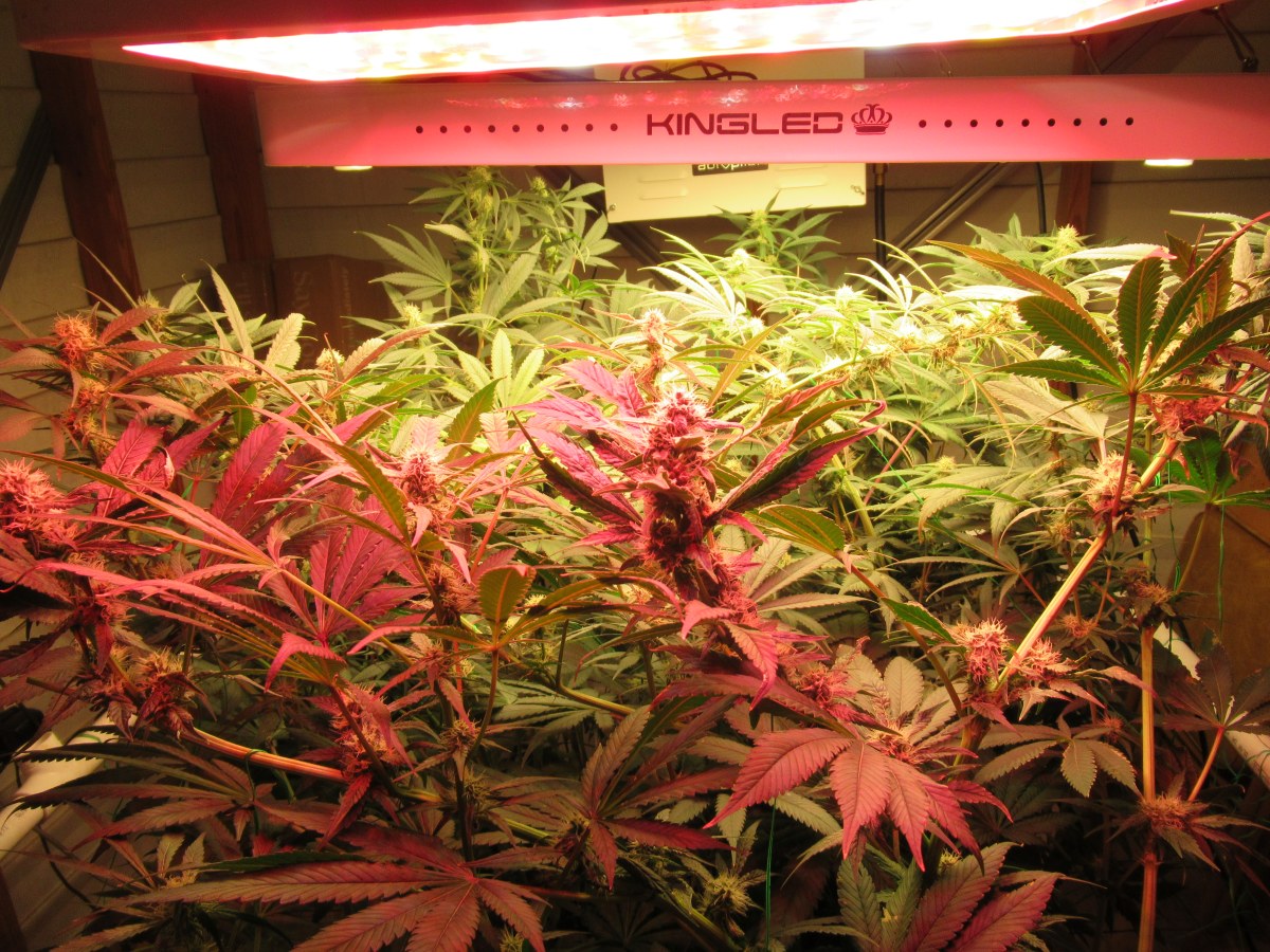 bbs-grow-diaries/blimburnseeds-com/user-42532/4ebeb0871923f73a