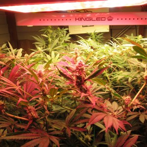 bbs-grow-diaries/blimburnseeds-com/user-42532/4ebeb0871923f73a