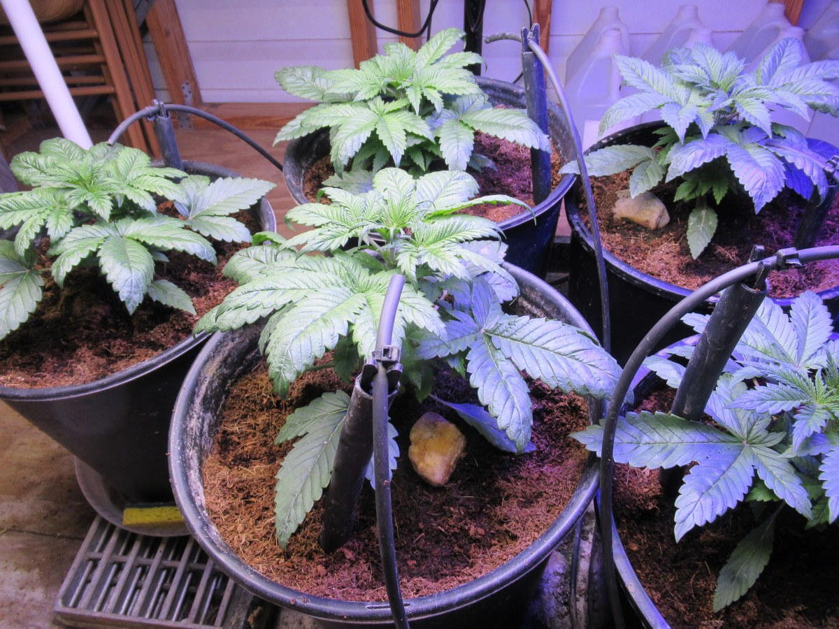 bbs-grow-diaries/blimburnseeds-com/user-42532/6b302690c79919fa