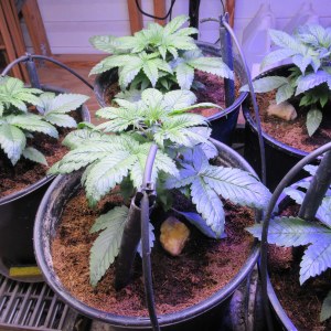 bbs-grow-diaries/blimburnseeds-com/user-42532/6b302690c79919fa