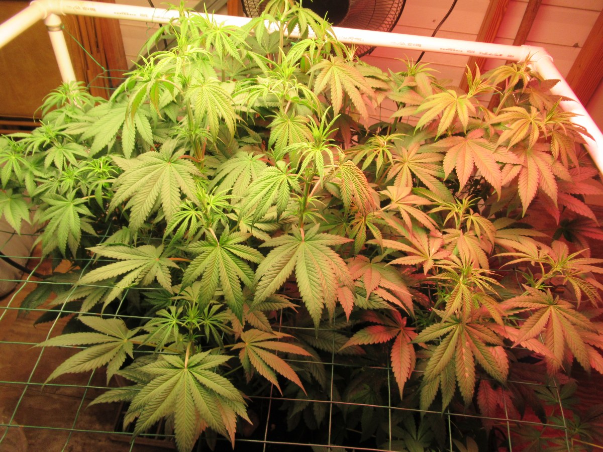 bbs-grow-diaries/blimburnseeds-com/user-42532/79647cb63f1b1b3a