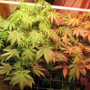 bbs-grow-diaries/blimburnseeds-com/user-42532/79647cb63f1b1b3a