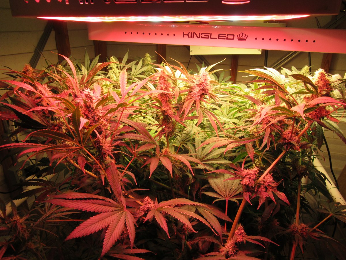 bbs-grow-diaries/blimburnseeds-com/user-42532/7b283ff2e96a9cc2
