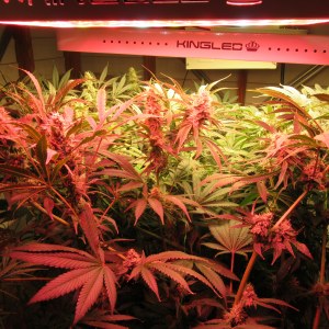 bbs-grow-diaries/blimburnseeds-com/user-42532/7b283ff2e96a9cc2