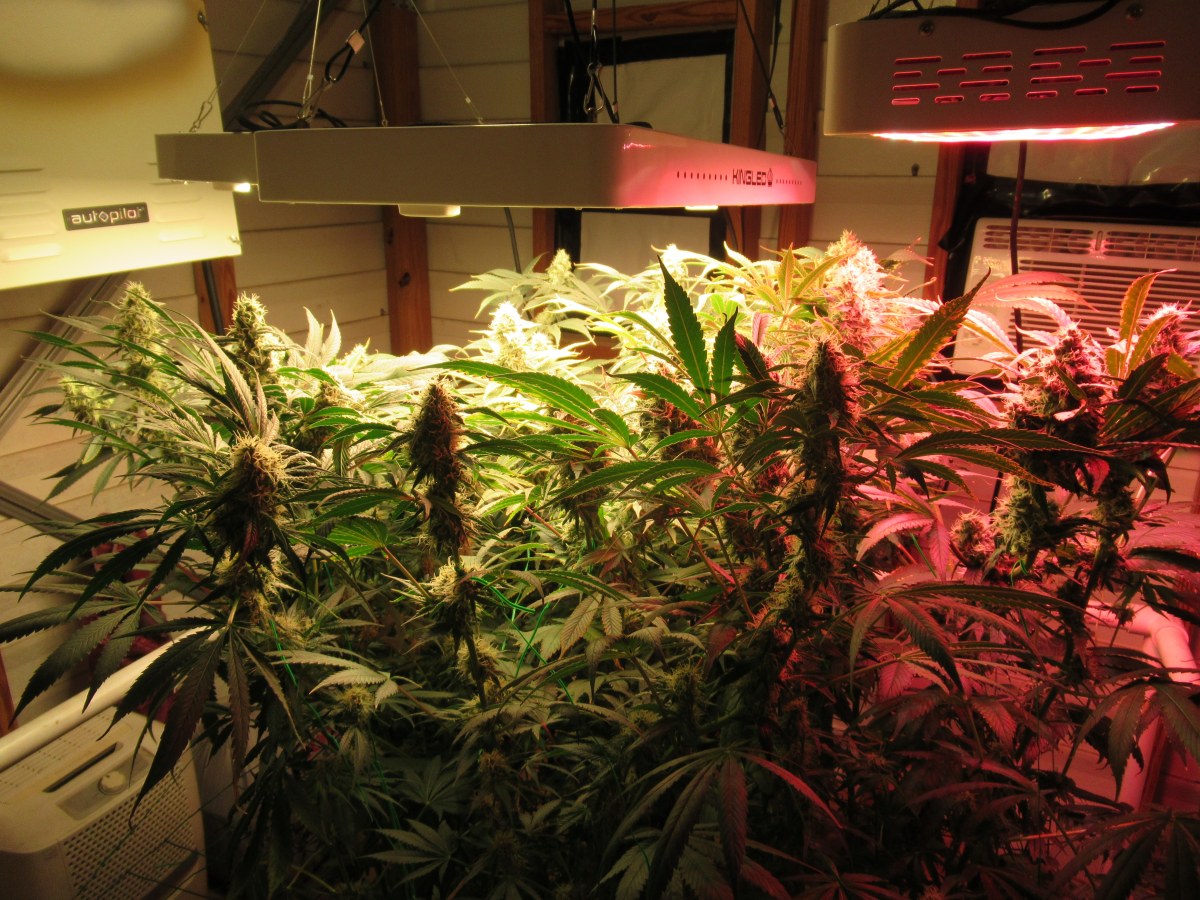 bbs-grow-diaries/blimburnseeds-com/user-42532/7b4f0c32cde8c108