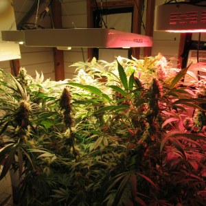 bbs-grow-diaries/blimburnseeds-com/user-42532/7b4f0c32cde8c108