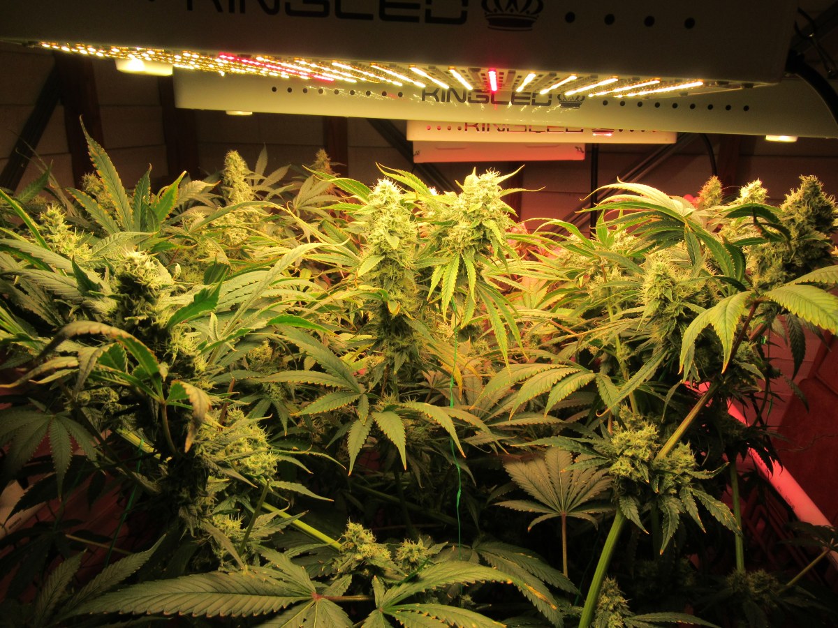 bbs-grow-diaries/blimburnseeds-com/user-42532/7d0fa78b8adadd30