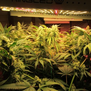 bbs-grow-diaries/blimburnseeds-com/user-42532/7d0fa78b8adadd30