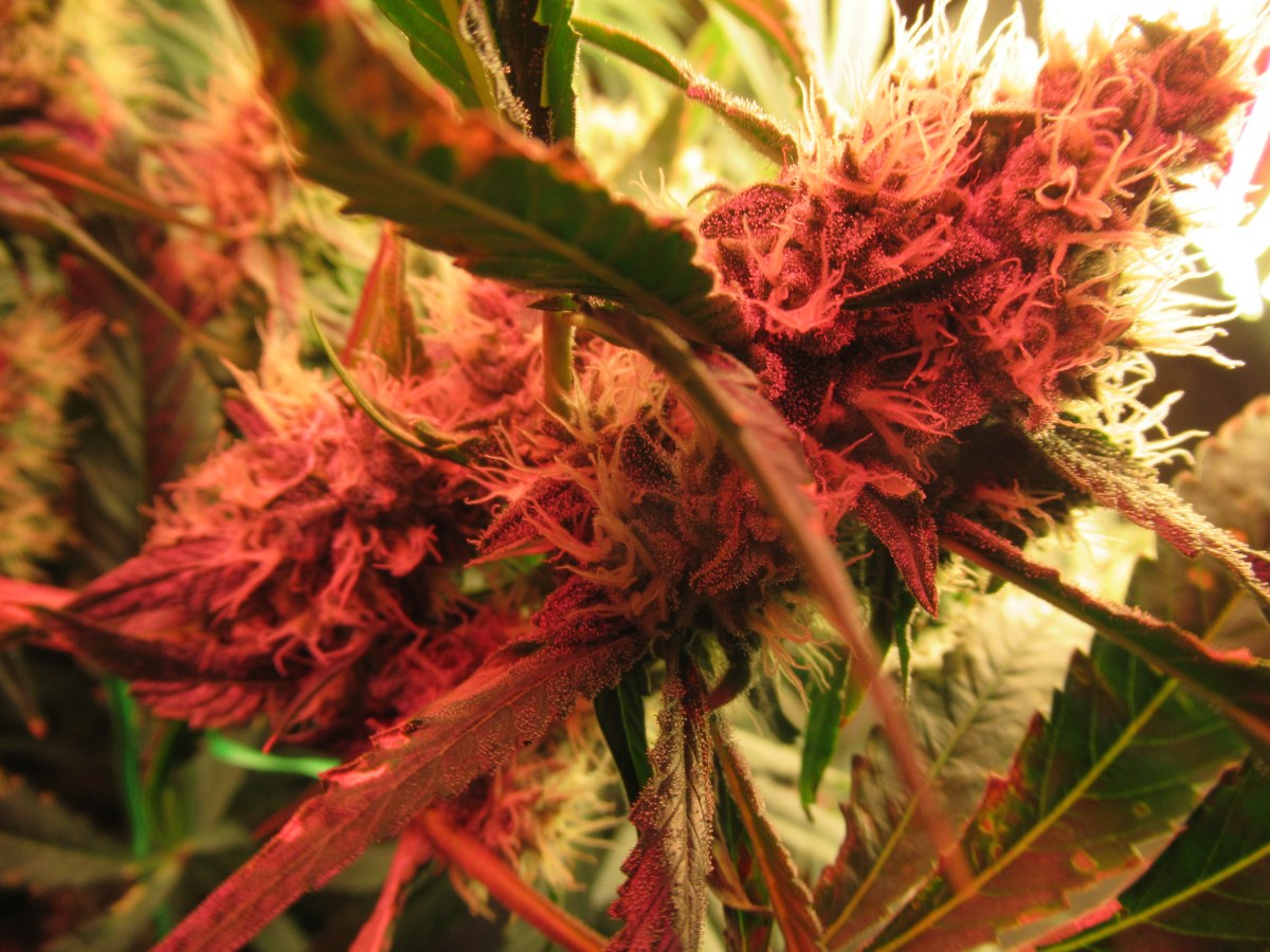 bbs-grow-diaries/blimburnseeds-com/user-42532/87ad0933778f487f