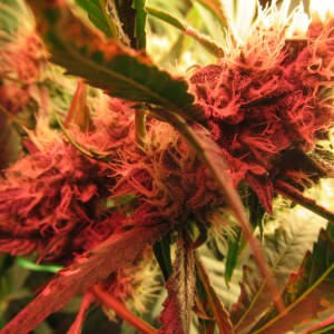 bbs-grow-diaries/blimburnseeds-com/user-42532/87ad0933778f487f