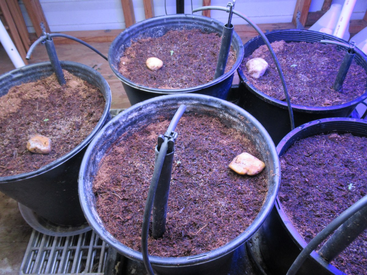 bbs-grow-diaries/blimburnseeds-com/user-42532/8814b1d8fa05eb47