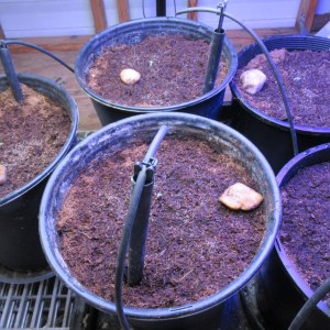 bbs-grow-diaries/blimburnseeds-com/user-42532/8814b1d8fa05eb47