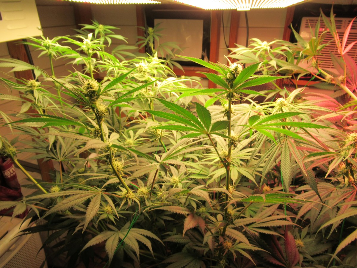 bbs-grow-diaries/blimburnseeds-com/user-42532/8d98298142b7a04b