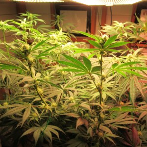 bbs-grow-diaries/blimburnseeds-com/user-42532/8d98298142b7a04b