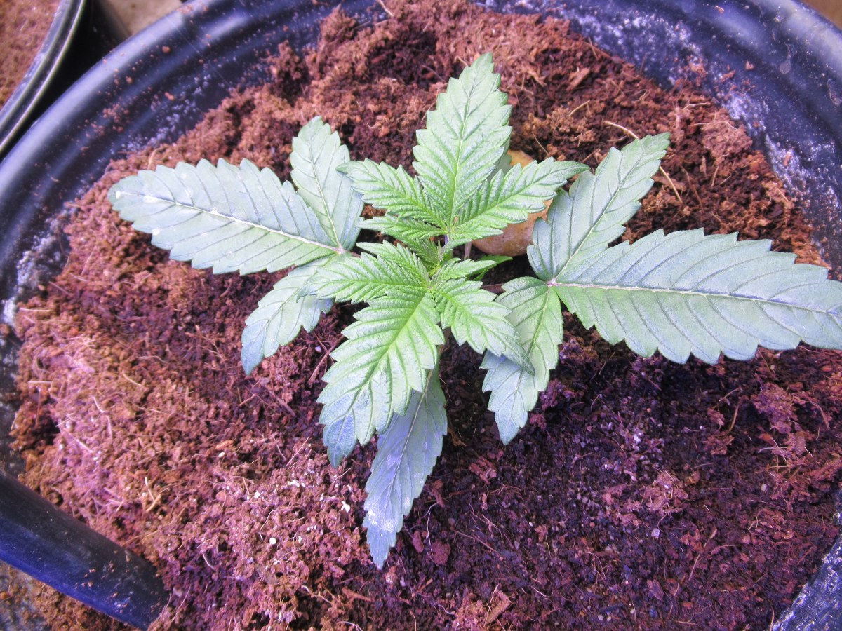 bbs-grow-diaries/blimburnseeds-com/user-42532/8e338b8e2340f08a