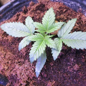 bbs-grow-diaries/blimburnseeds-com/user-42532/8e338b8e2340f08a
