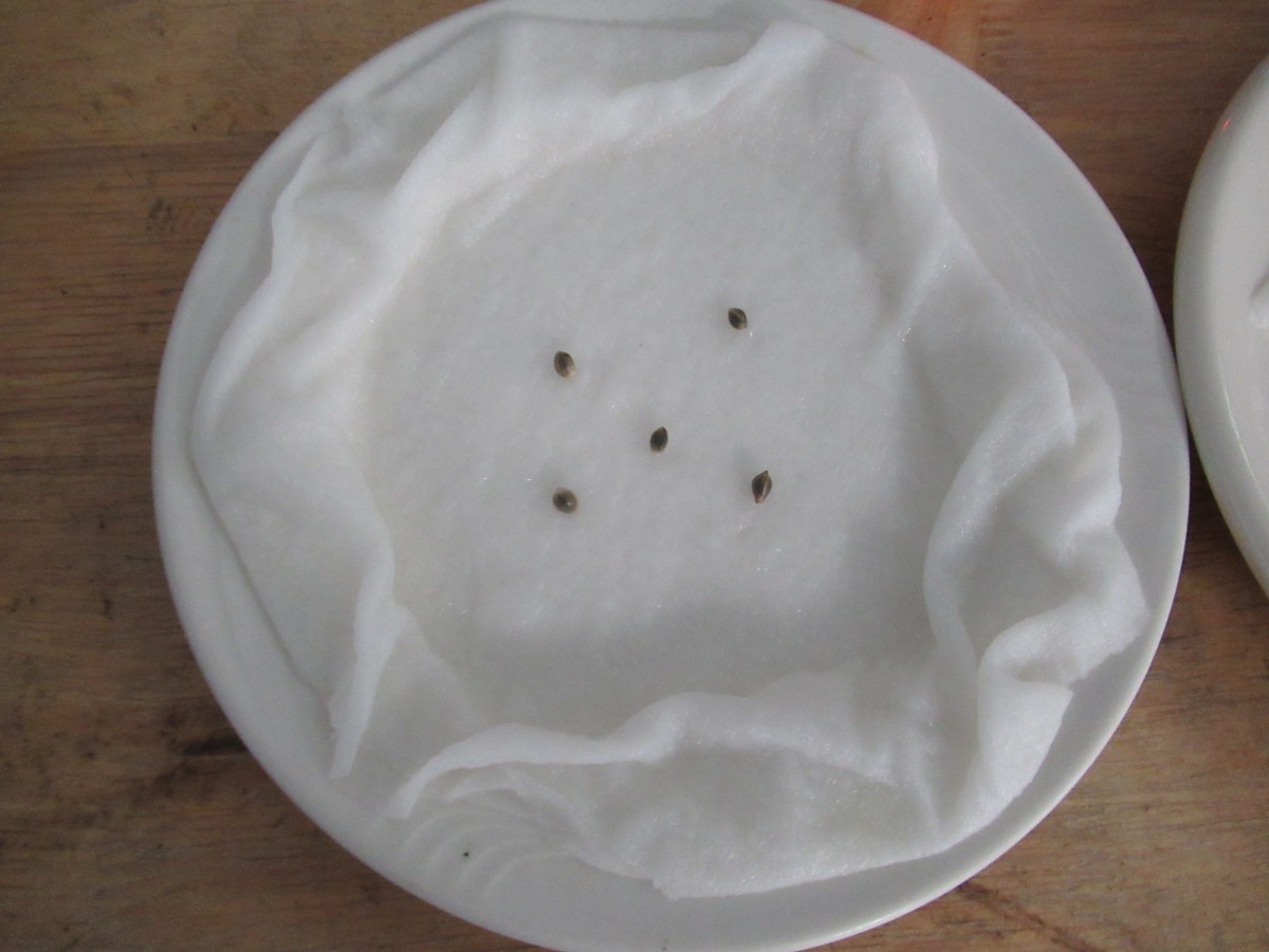 bbs-grow-diaries/blimburnseeds-com/user-42532/97694e6586fb2337