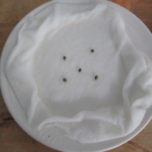 bbs-grow-diaries/blimburnseeds-com/user-42532/97694e6586fb2337