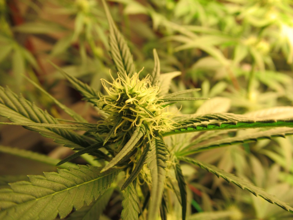 bbs-grow-diaries/blimburnseeds-com/user-42532/997fb7a2f4a71d09