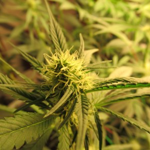 bbs-grow-diaries/blimburnseeds-com/user-42532/997fb7a2f4a71d09